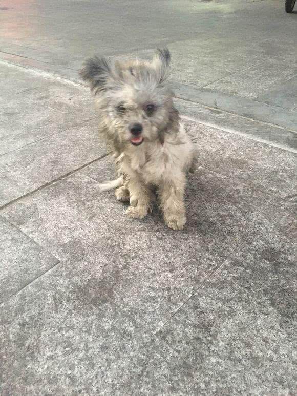 被主人遗弃的小拉萨犬,好心人想收养却遇到难题