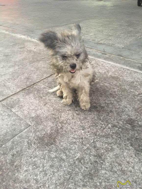 被主人遗弃的小拉萨犬,好心人想收养却遇到难题