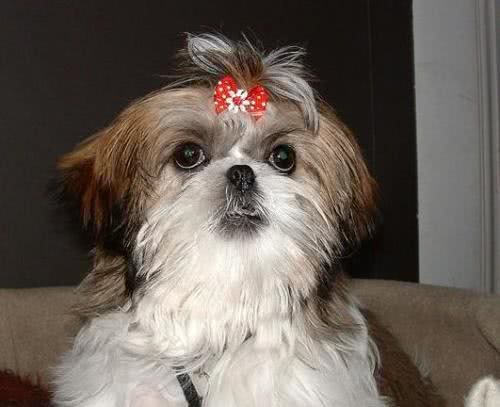 被主人遗弃的小拉萨犬,好心人想收养却遇到难题