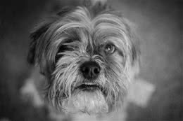 被主人遗弃的小拉萨犬，好心人想收养却遇到难题