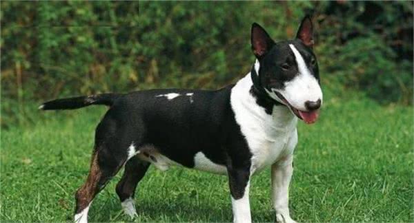 牛头梗自带喜感,也给你带来喜悦,你见到一定会喜欢