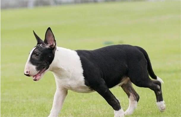 牛头梗自带喜感,也给你带来喜悦,你见到一定会喜欢