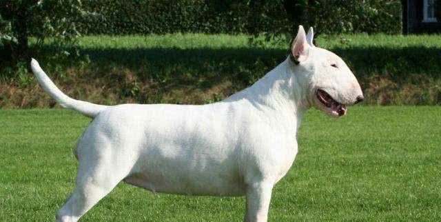 牛头梗自带喜感,也给你带来喜悦,你见到一定会喜欢