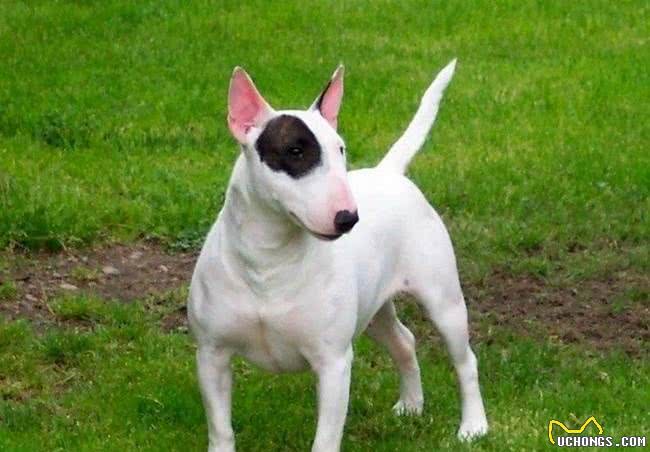 牛头梗自带喜感,也给你带来喜悦,你见到一定会喜欢