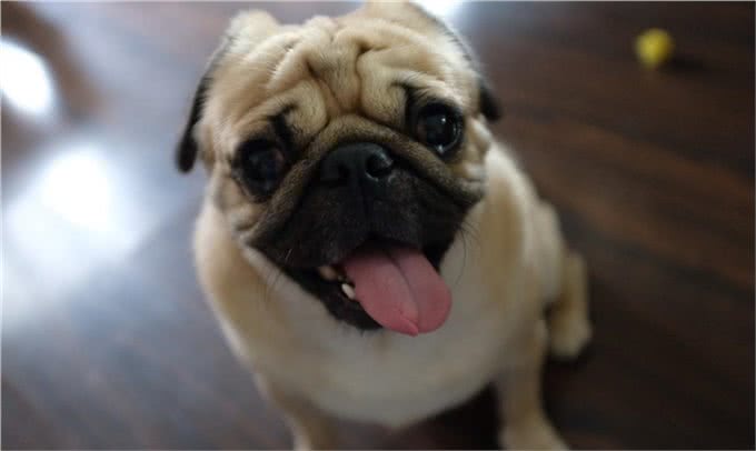 主人常摸巴哥犬的这几个部位，它会越爱你