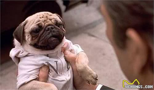 主人常摸巴哥犬的这几个部位，它会越爱你