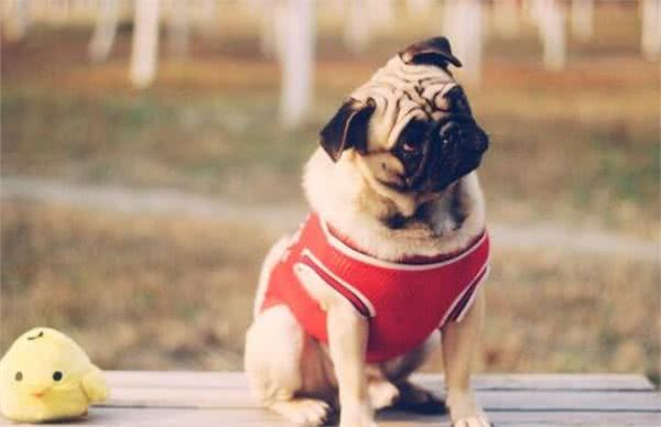 主人常摸巴哥犬的这几个部位，它会越爱你