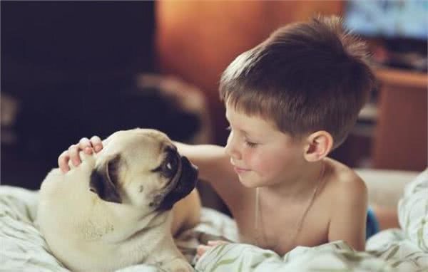 主人常摸巴哥犬的这几个部位，它会越爱你