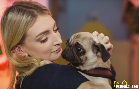 主人常摸巴哥犬的这几个部位，它会越爱你