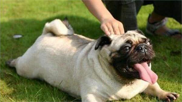 主人常摸巴哥犬的这几个部位,它会越爱你