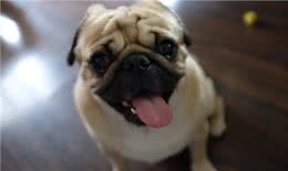 主人常摸巴哥犬的这几个部位，它会越爱你