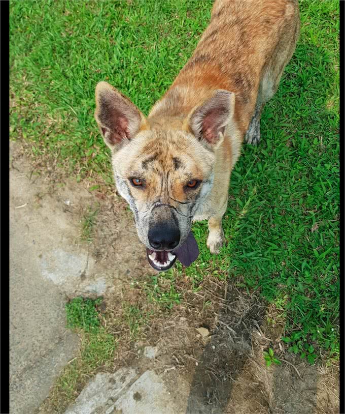 狗狗脸上有老虎纹,看起来特别霸气,殊不知那是它曾经受虐的伤疤