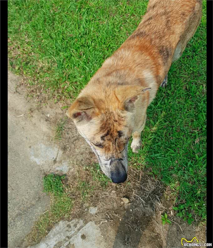 狗狗脸上有老虎纹,看起来特别霸气,殊不知那是它曾经受虐的伤疤