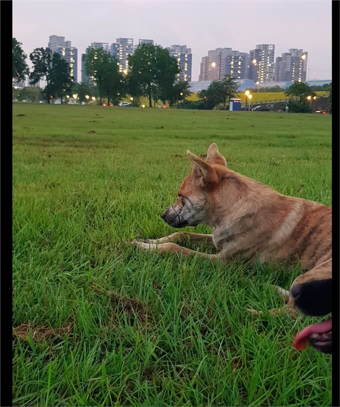 狗狗脸上有老虎纹,看起来特别霸气,殊不知那是它曾经受虐的伤疤