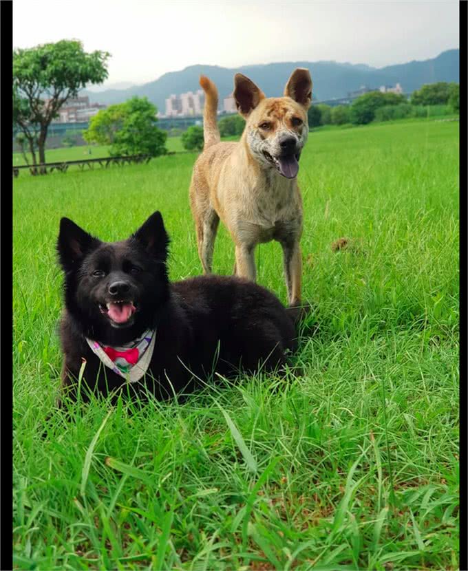 狗狗脸上有老虎纹,看起来特别霸气,殊不知那是它曾经受虐的伤疤