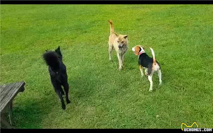 狗狗脸上有老虎纹,看起来特别霸气,殊不知那是它曾经受虐的伤疤