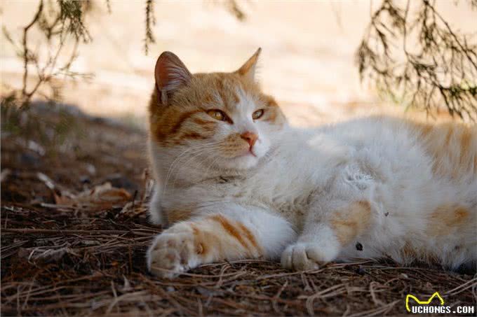 伊珊娜洗护课堂丨短毛狗洗澡,专用香波咋选?