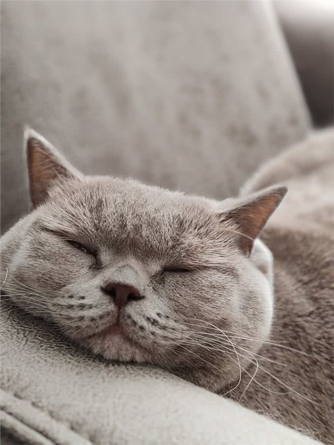 伊珊娜洗护课堂丨短毛狗洗澡,专用香波咋选?