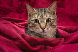 伊珊娜洗护课堂丨短毛狗洗澡，专用香波咋选?