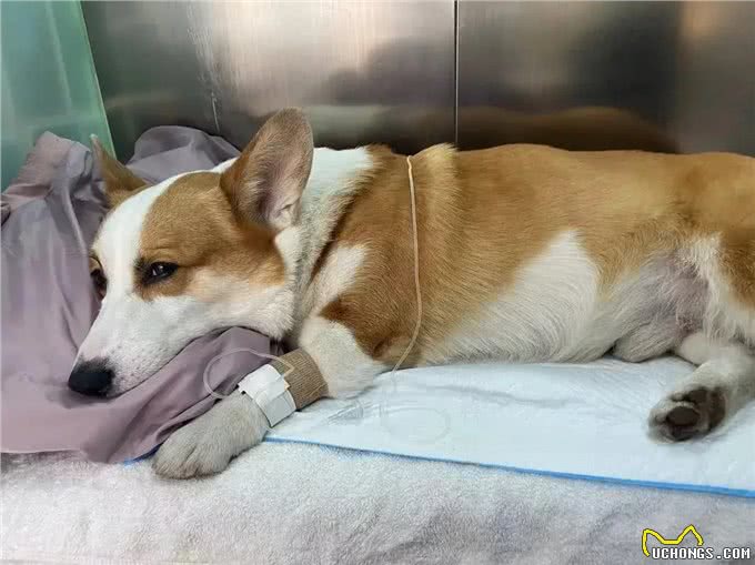 警惕!天气变化狗狗容易被这三个疾病盯上