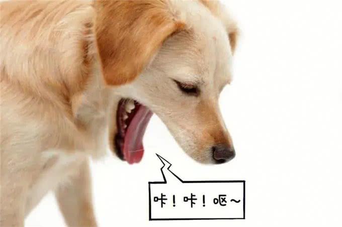 警惕!天气变化狗狗容易被这三个疾病盯上