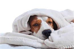 警惕!天气变化狗狗容易被这三个疾病盯上