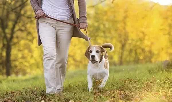 狗狗随地大小便?训练狗狗在指定的地点上厕所!