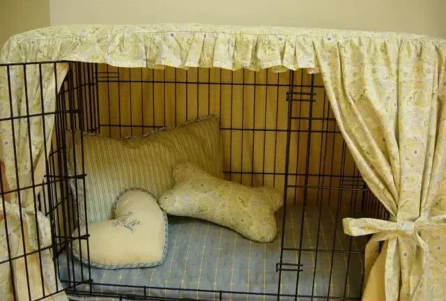 狗狗随地大小便?训练狗狗在指定的地点上厕所!