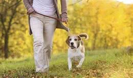 狗狗随地大小便?训练狗狗在指定的地点上厕所!