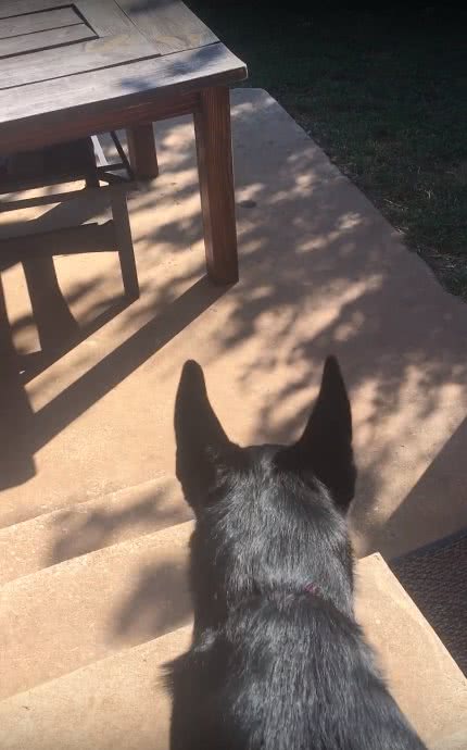 主人让狗去带弟弟回家,德牧:知道了,10多秒后拖着它项圈回家