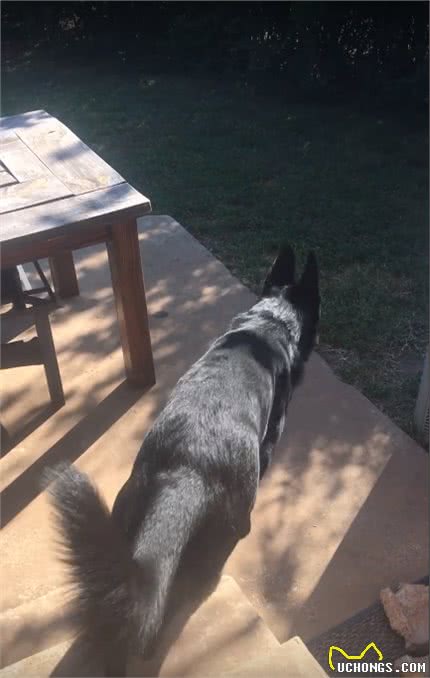 主人让狗去带弟弟回家,德牧:知道了,10多秒后拖着它项圈回家