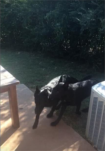 主人让狗去带弟弟回家,德牧:知道了,10多秒后拖着它项圈回家