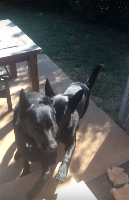 主人让狗去带弟弟回家,德牧:知道了,10多秒后拖着它项圈回家