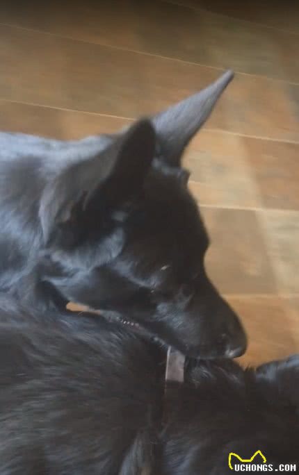 主人让狗去带弟弟回家,德牧:知道了,10多秒后拖着它项圈回家