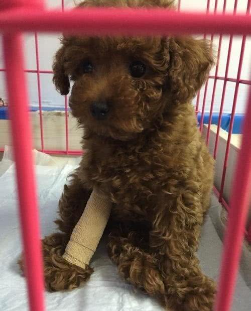 细小不会传染人但对小狗是致命的,预防细小让狗长寿的8个建议