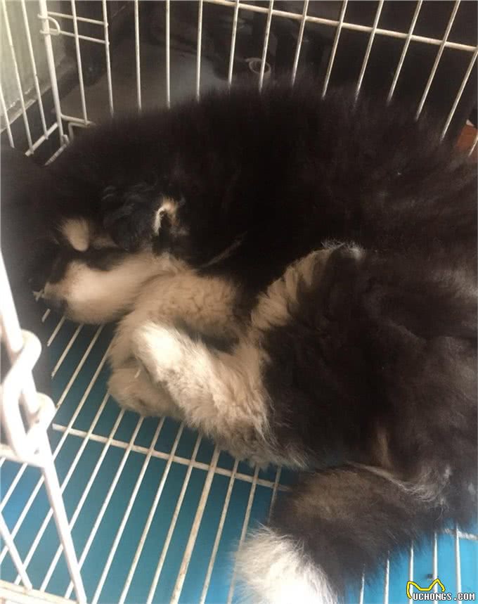 细小不会传染人但对小狗是致命的,预防细小让狗长寿的8个建议