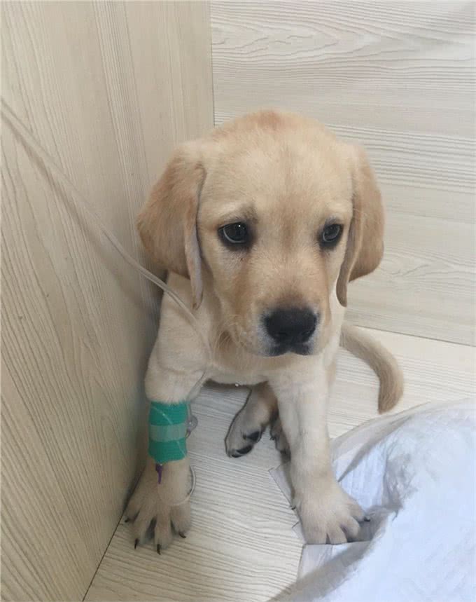 细小不会传染人但对小狗是致命的,预防细小让狗长寿的8个建议