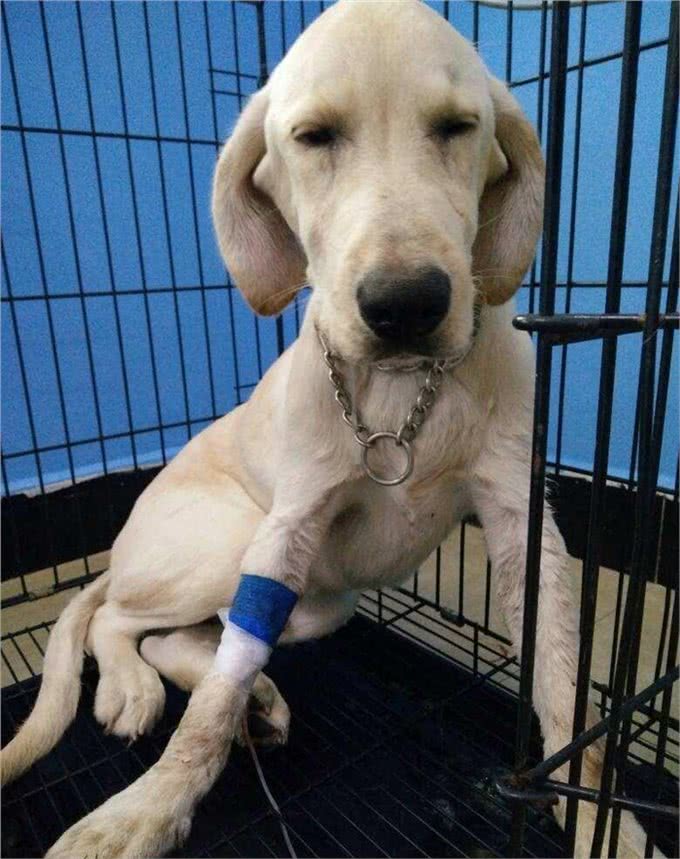 细小不会传染人但对小狗是致命的,预防细小让狗长寿的8个建议