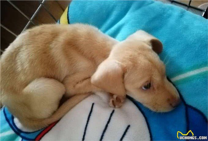 细小不会传染人但对小狗是致命的,预防细小让狗长寿的8个建议