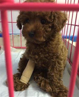 细小不会传染人但对小狗是致命的，预防细小让狗长寿的8个建议