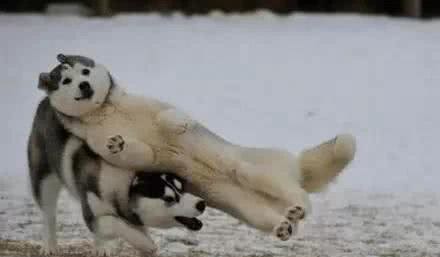 十大爱掉毛的宠物狗，第一名实至名归