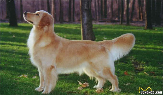 十大爱掉毛的宠物狗，第一名实至名归