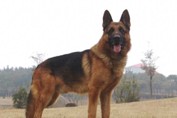 十大爱掉毛的宠物狗，第一名实至名归