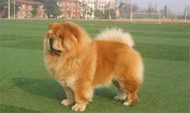 十大爱掉毛的宠物狗，第一名实至名归