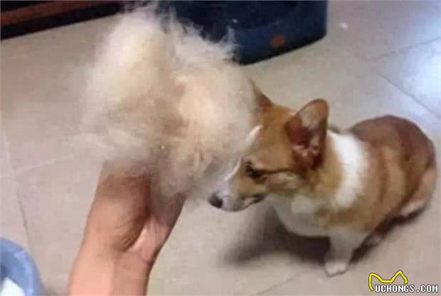 十大爱掉毛的宠物狗，第一名实至名归