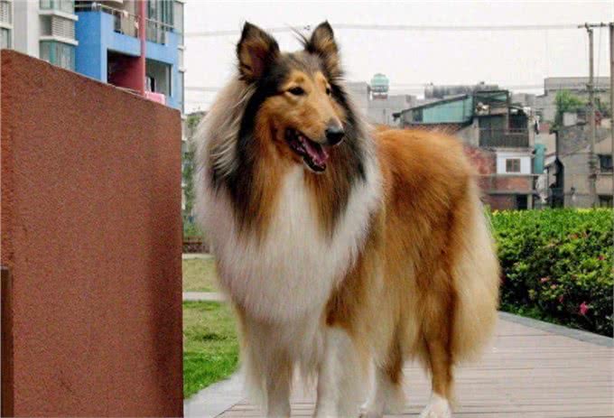 十大爱掉毛的宠物狗，第一名实至名归