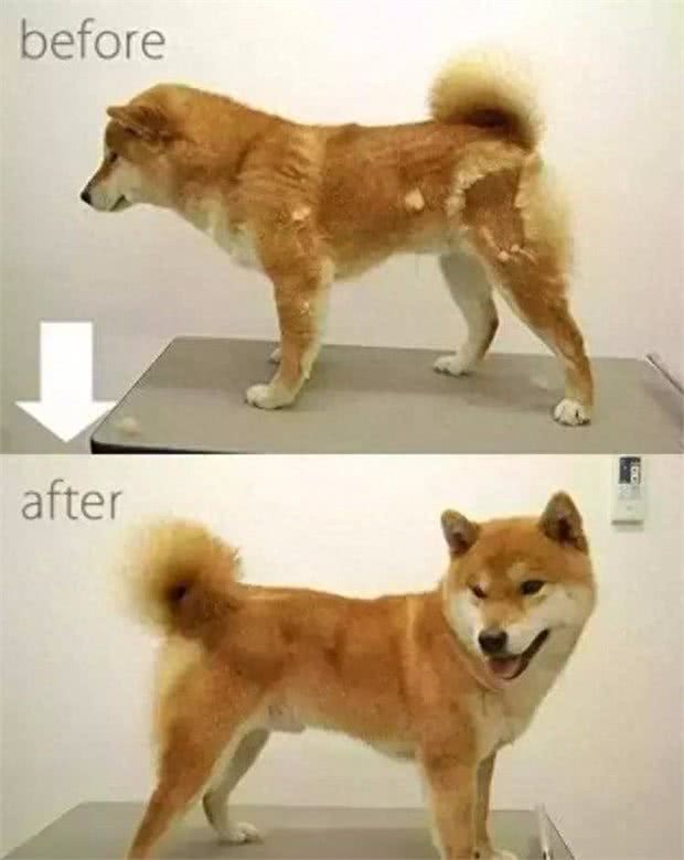 十大爱掉毛的宠物狗，第一名实至名归