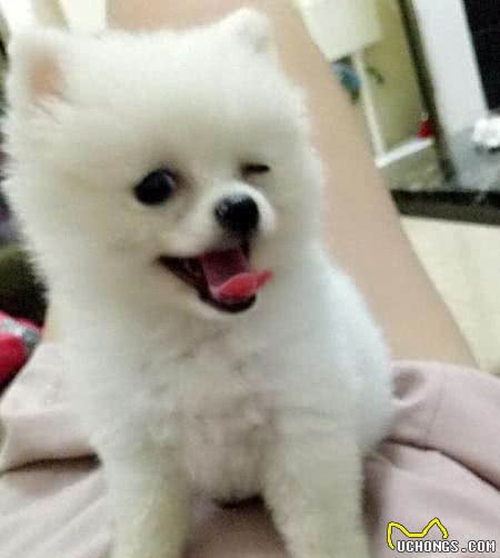 十大爱掉毛的宠物狗，第一名实至名归