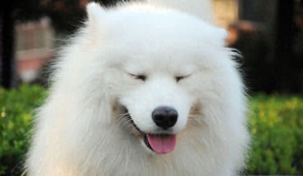 十大爱掉毛的宠物狗，第一名实至名归