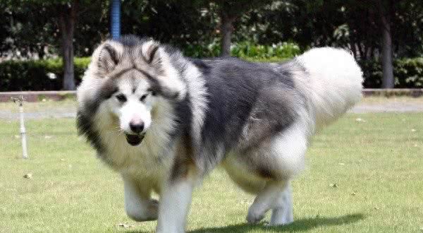 十大爱掉毛的宠物狗，第一名实至名归